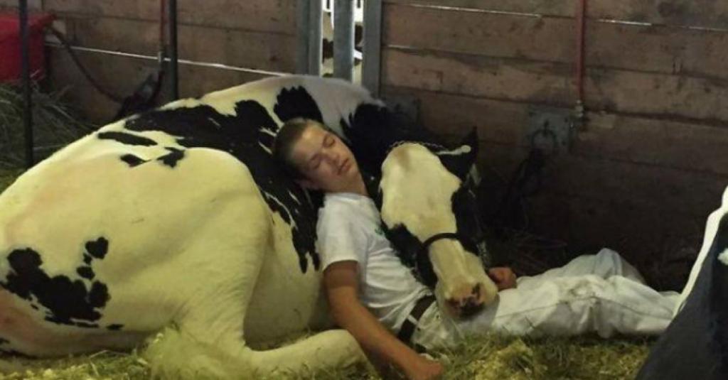 Ein junger Bauer schläft an seine Kuh gelehnt im Stall.