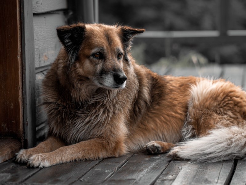 Hund auf Veranda. (KI-generiert)