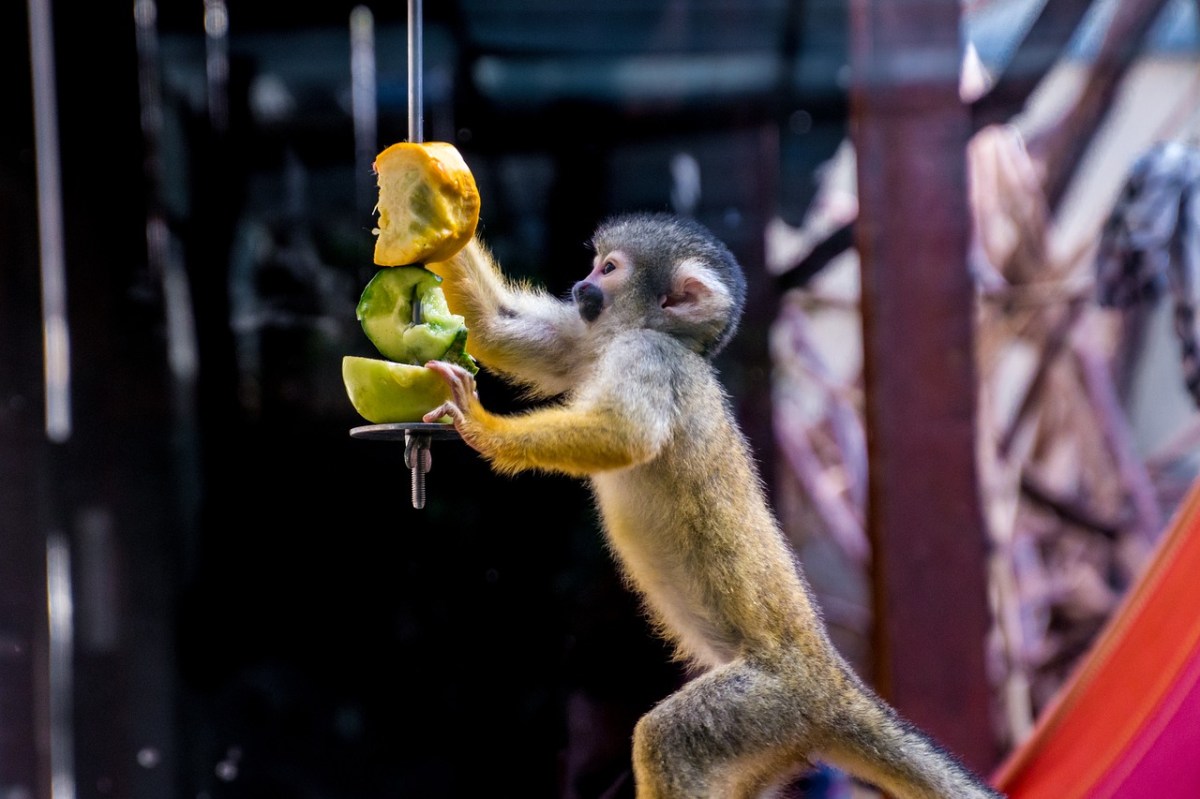 Ein Affe frisst Früchte von einem Spieß