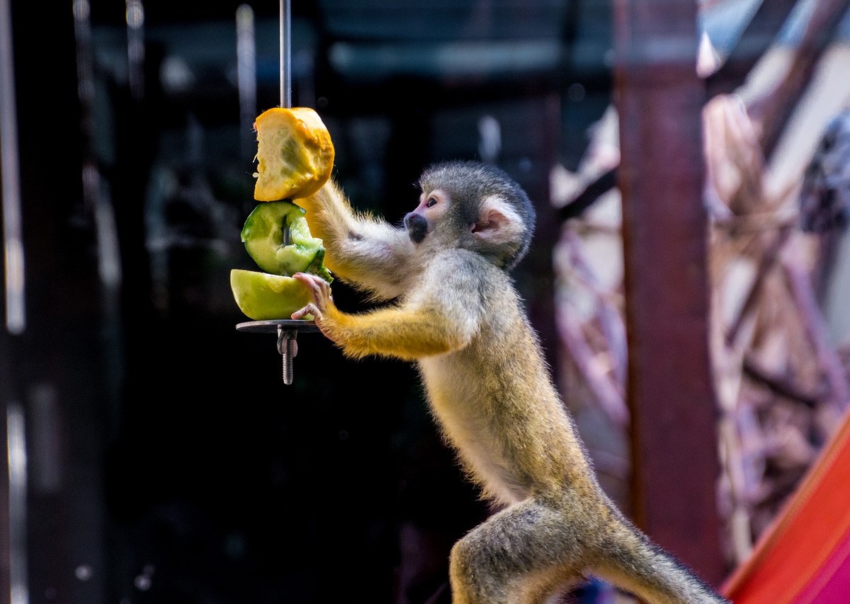 Ein Affe frisst Früchte von einem Spieß