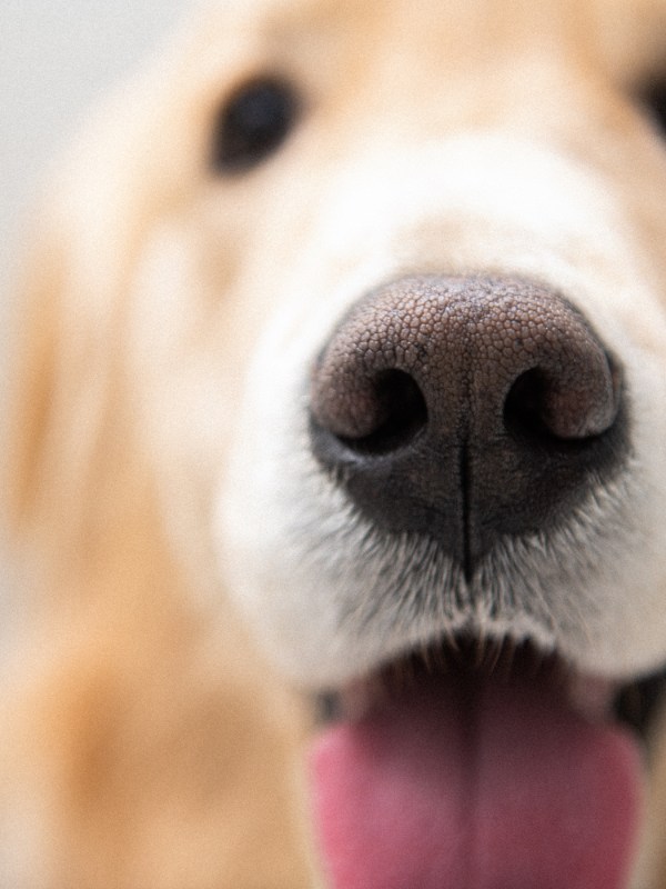 „So einen Moment habe ich noch nie erlebt“ – Hund hilft 5-Jährigem