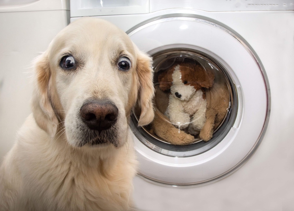 Ein Hund sitzt vor einer Waschmaschine und macht ein lustiges Gesicht.