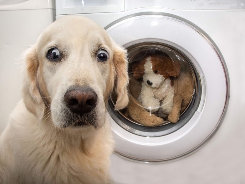 Ein Hund sitzt vor einer Waschmaschine und macht ein lustiges Gesicht.