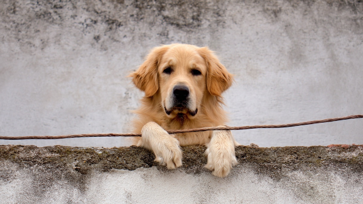 Golden Retriever. (KI-generiertes Bild)