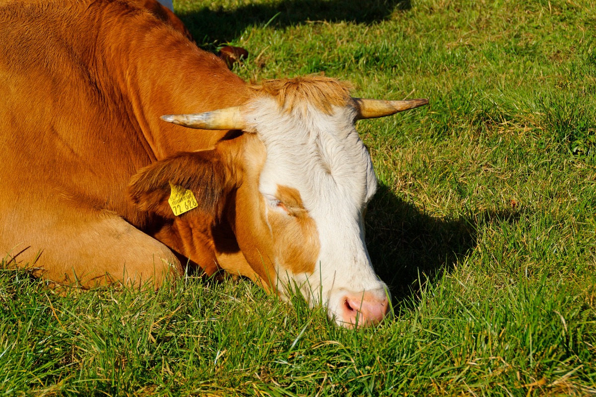 Eine Kuh schläft auf einer Weide.
