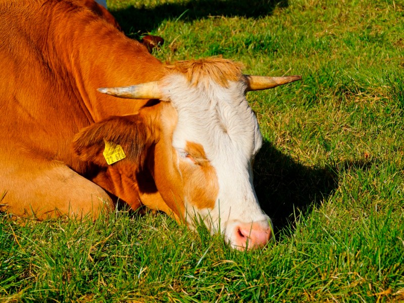 Eine Kuh schläft auf einer Weide.