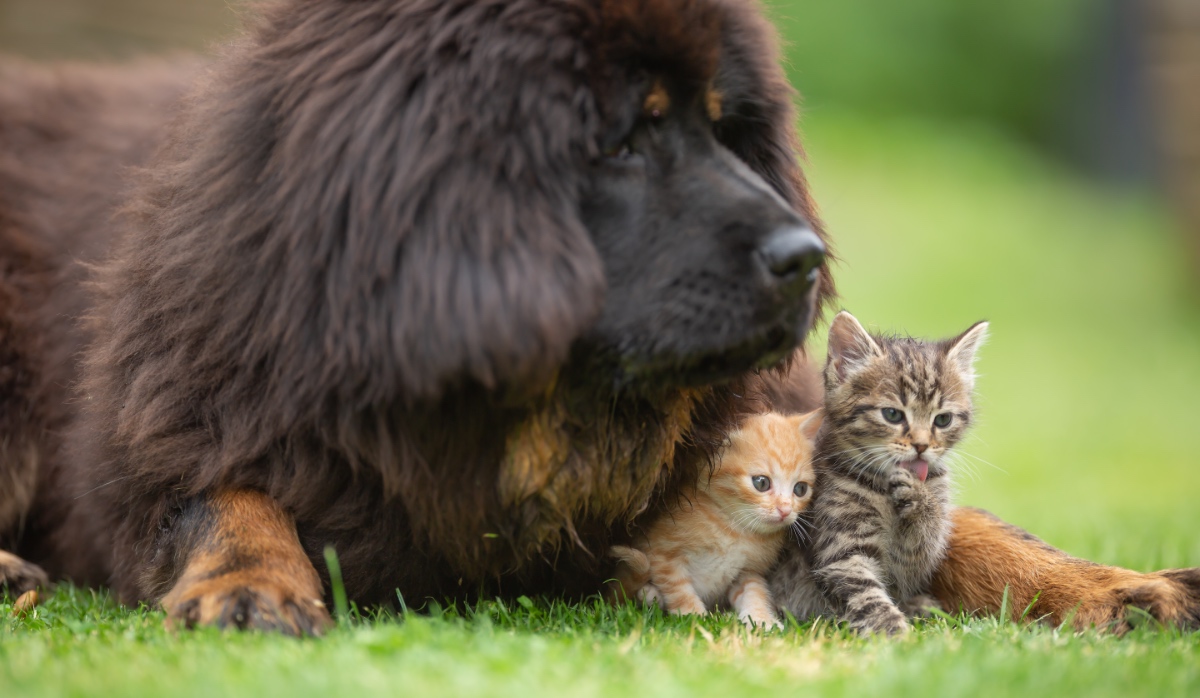 Eine Tibetdogge liegt neben zwei kleinen Kätzchen auf einem Rasen.