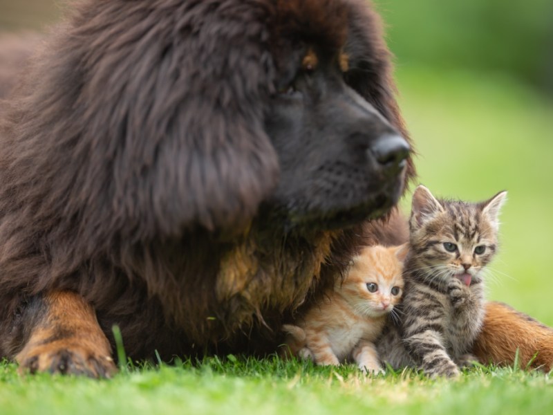 Eine Tibetdogge liegt neben zwei kleinen Kätzchen auf einem Rasen.