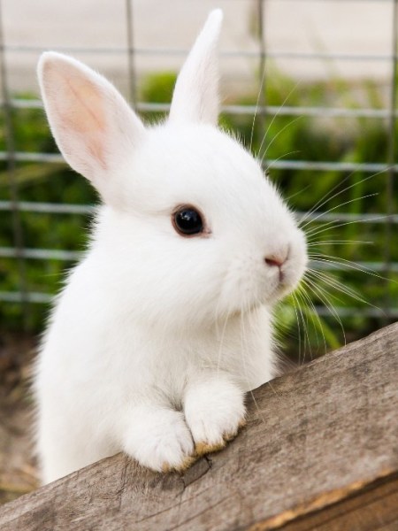 16 Gründe, sich ein Kaninchen als Haustier anzuschaffen