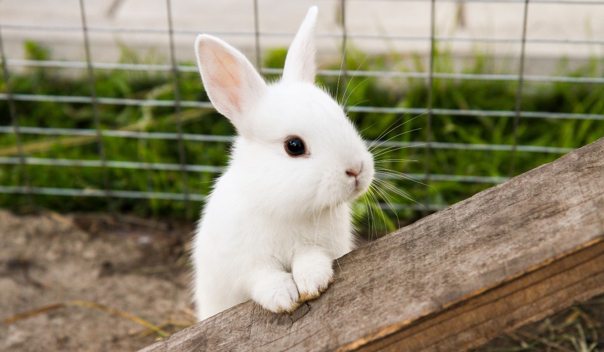 Ein weißes Kaninchen in einem Gehege.
