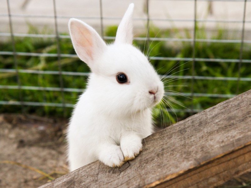 16 Gründe, sich ein Kaninchen als Haustier anzuschaffen