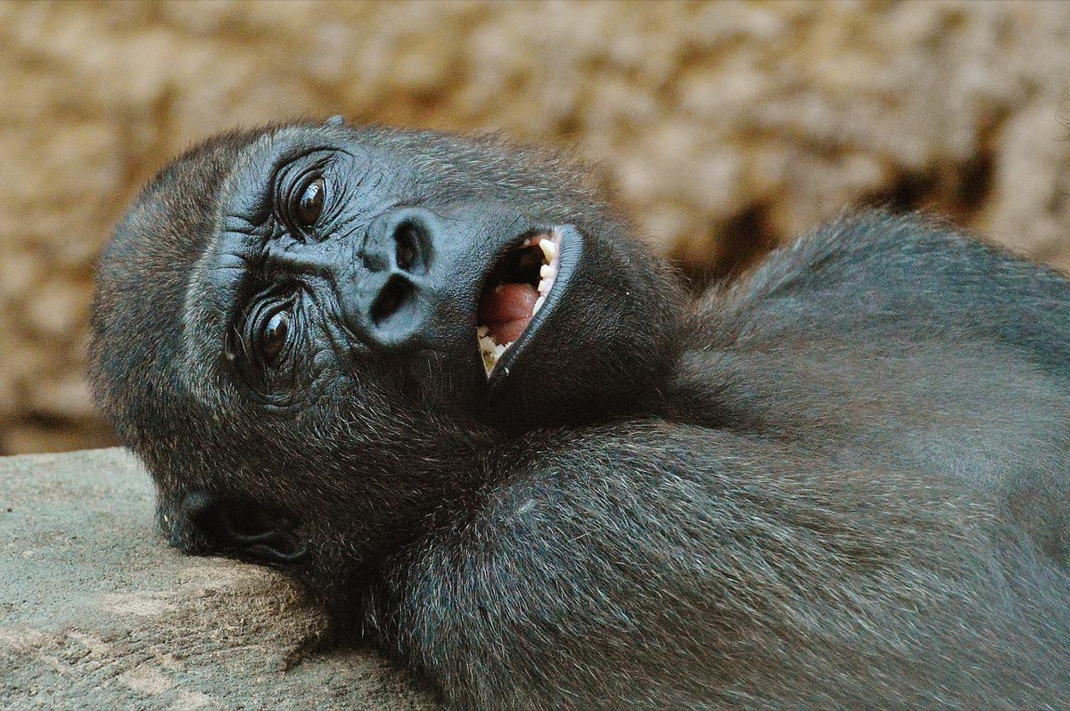 Ein Gorilla mit geöffnetem Mund liegt auf dem Ruecken.