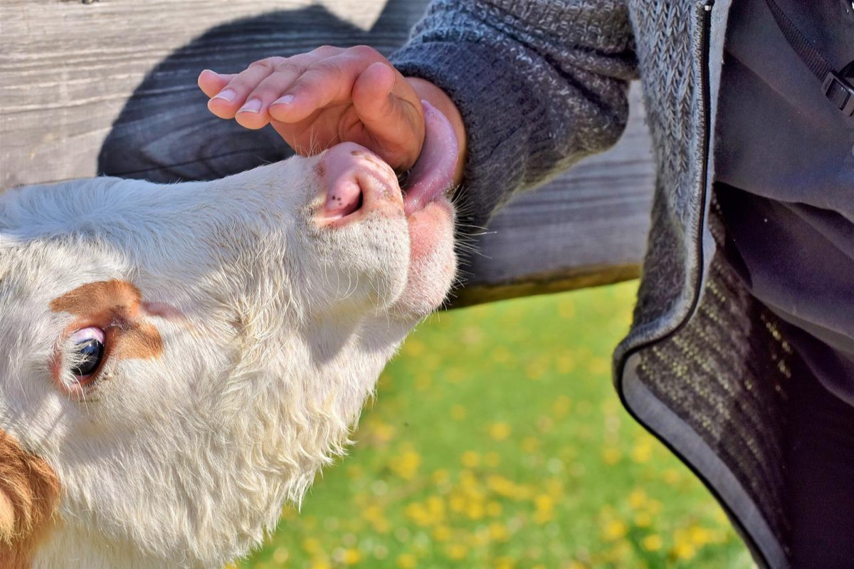Eine Kuh leckt einem Bauern die Hand.