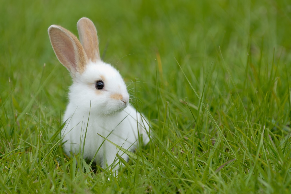 Ein weißes Kaninchen sitzt im Gras.