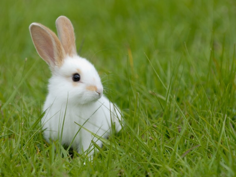 Ein weißes Kaninchen sitzt im Gras.