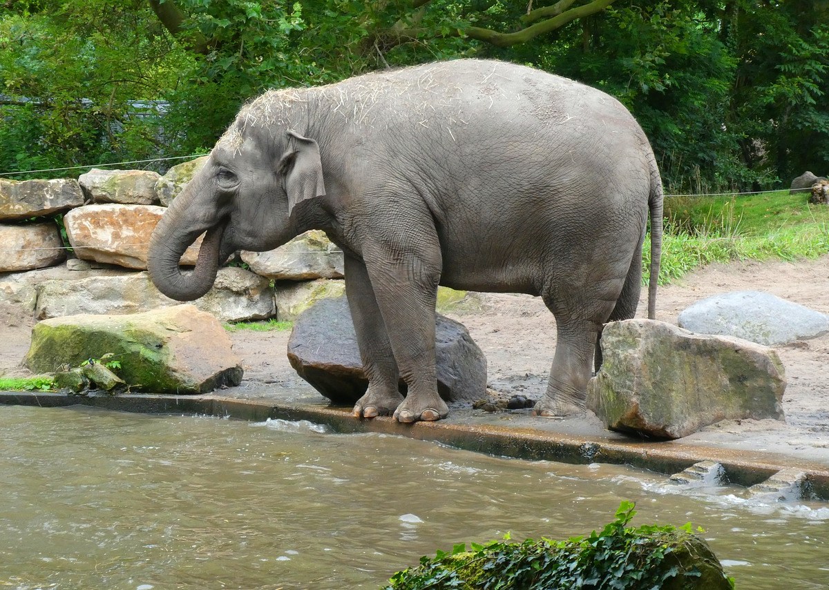 Ein Bild von einem Elefanten in einem Zoo, der Wasser aus einem Teich trinkt.