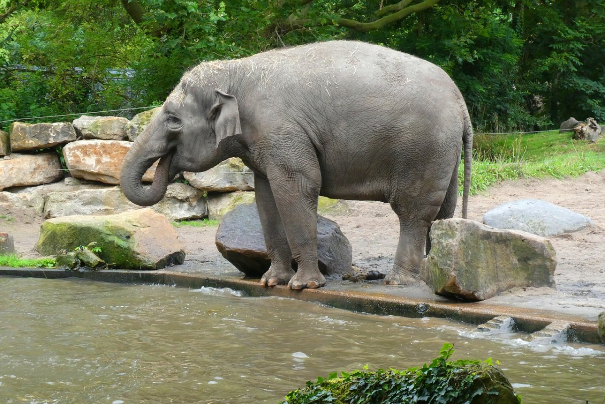 Ein Bild von einem Elefanten in einem Zoo, der Wasser aus einem Teich trinkt.