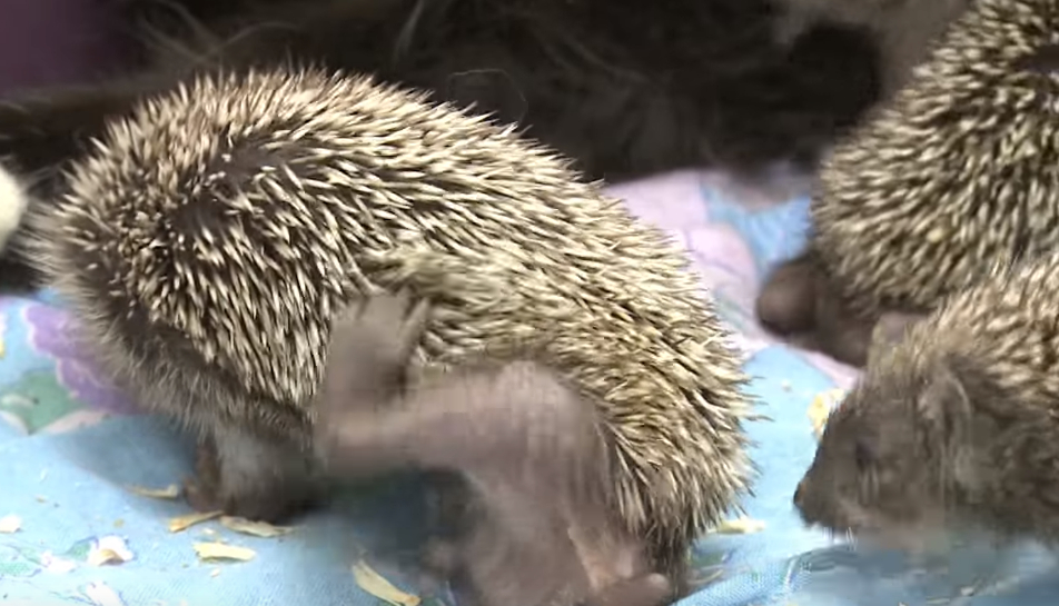 Ein Igel-Baby putzt sich auf einer Decke.