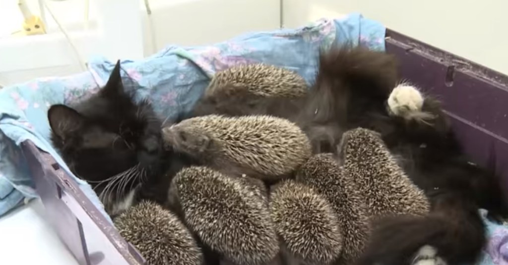Eine Katze kuschelt mit 8 kleinen Igel-Babys.