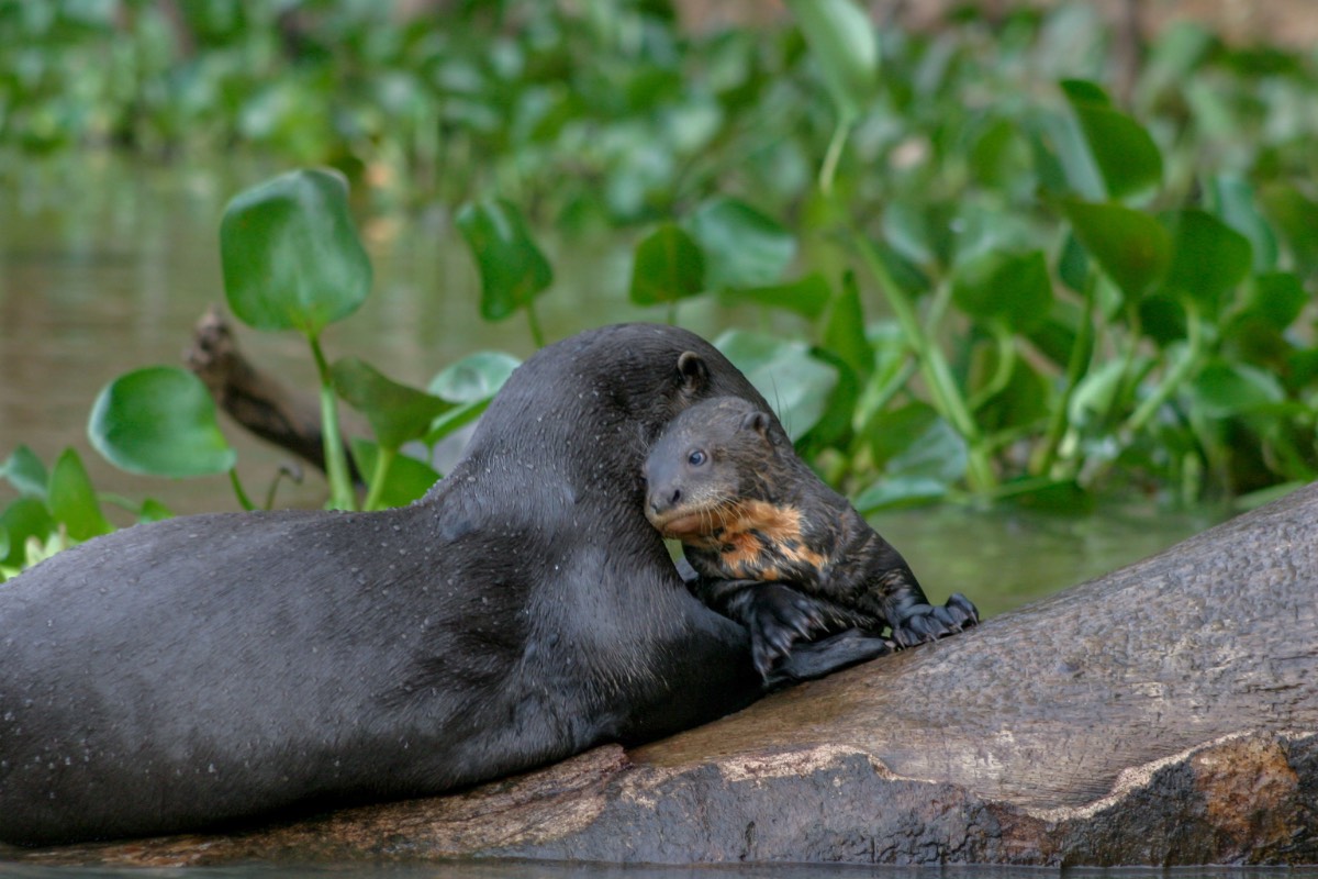Eine Otter-Mutter pflegt ihr Junges auf einem Baumstamm.