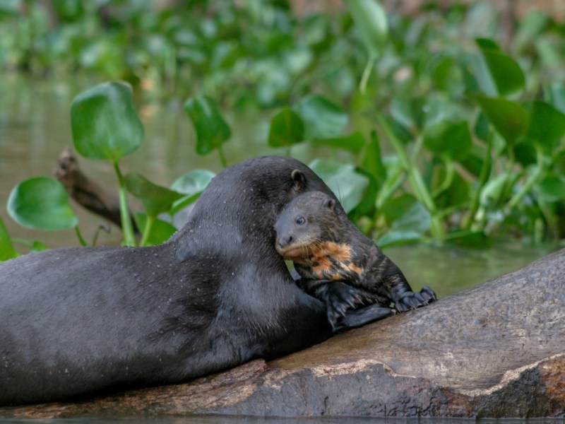 Eine Otter-Mutter pflegt ihr Junges auf einem Baumstamm.