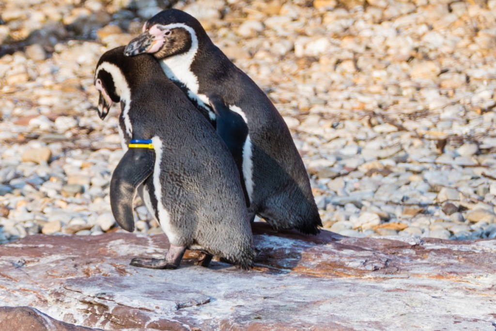 Ein verliebtes Pinguin-Paar.