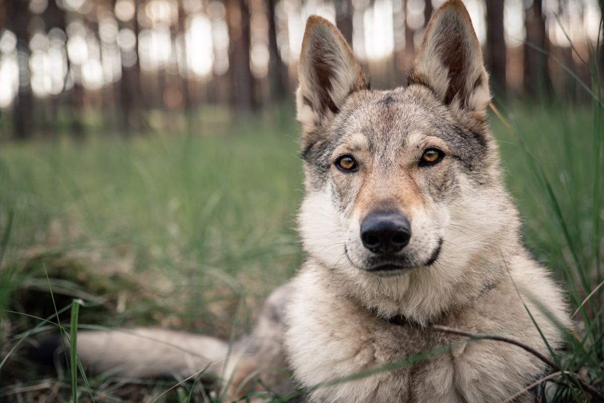 Ein Schäferhund-Husky-Mischling liegt auf einer Wiese.