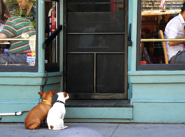 Zwei treue Hund sitzen draußen vor der Tür eines Restaurants.