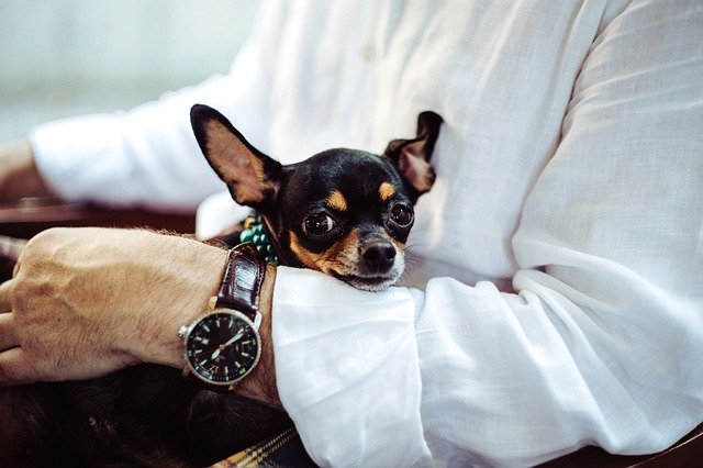Ein kleiner, niedlicher Chihuahua auf dem Arm seines Besitzers.