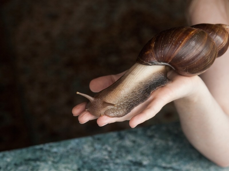 Eine riesige Achatina-Schnecke auf der Hand einer Frau.