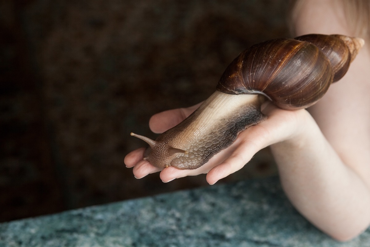 Eine riesige Achatina-Schnecke auf der Hand einer Frau.