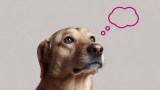 Hund mit Gedankenblase. (KI-generiert)
