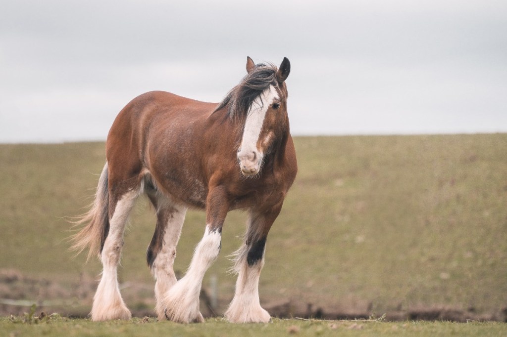 Video: Befreites Pferd bedankt sich bei Retter