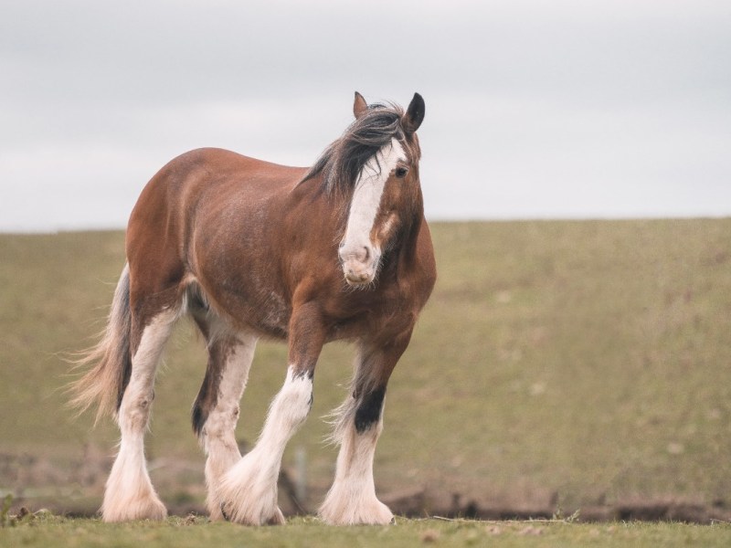 Video: Befreites Pferd bedankt sich bei Retter