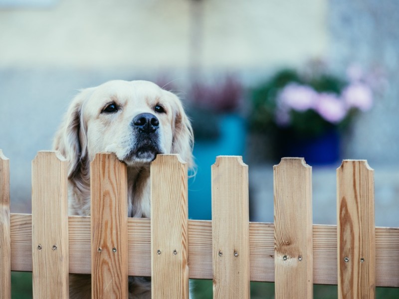 11 Hunde, die als Wachhund fehlbesetzt sind