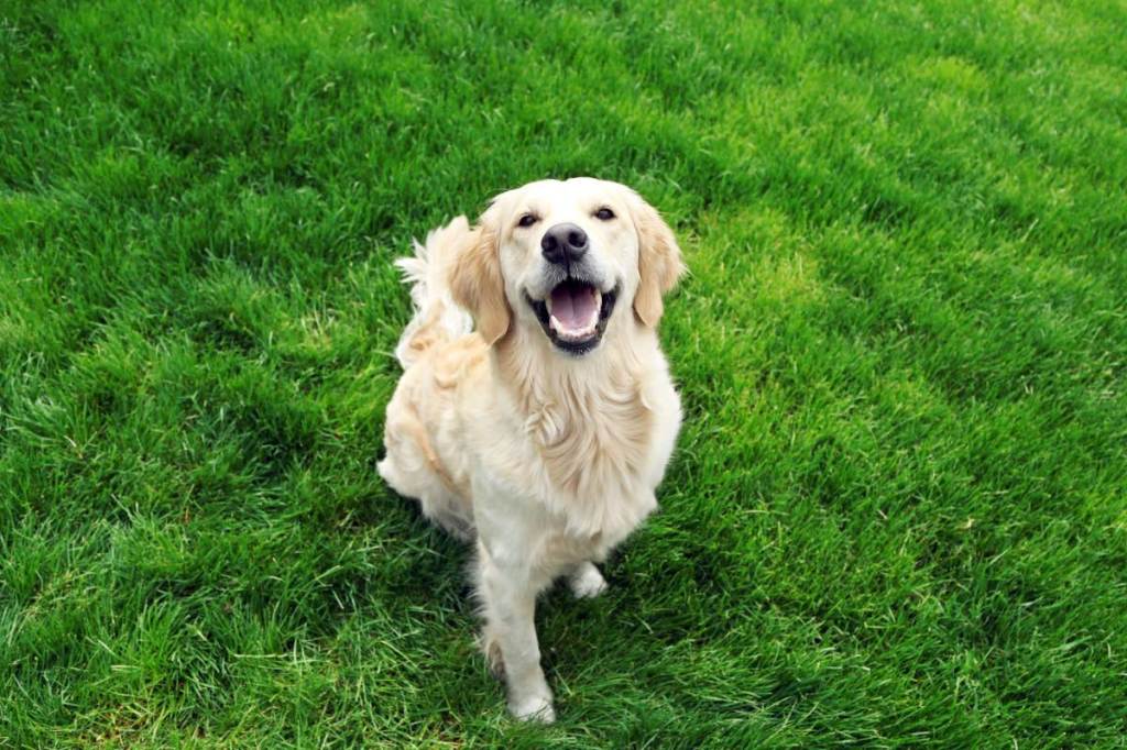 Ein glücklicher Labrador sitzt auf einem Rasen.