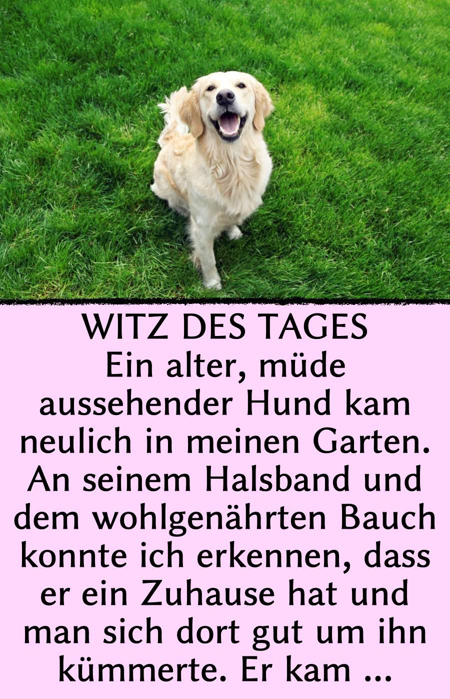 Witz des Tages HundeBesuch im Garten Einfach schön