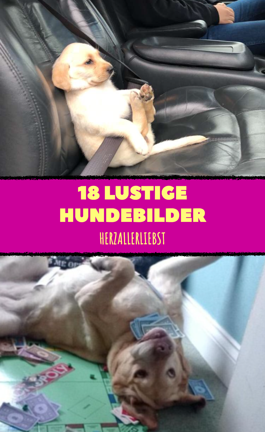 17 lustige Hundebilder