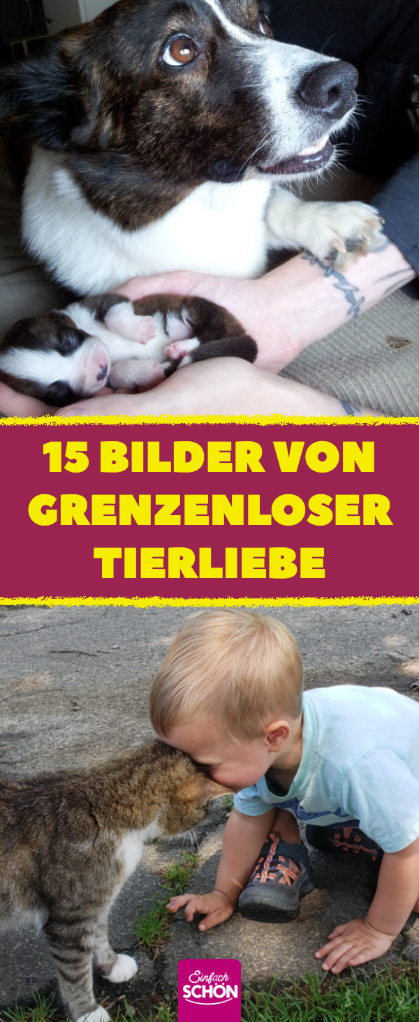 15 Fotos, wie Hund und Katze ihre Liebe zum Ausdruck bringen