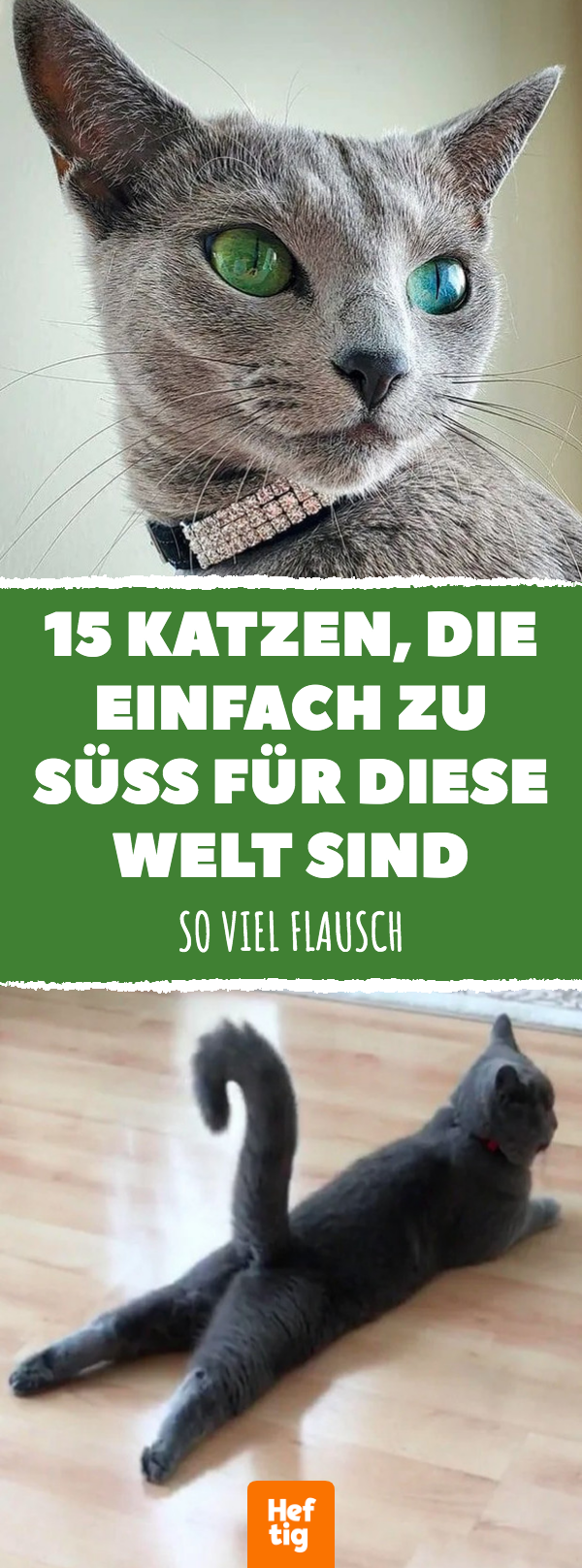 Katzenbilder, die jeden Tag ein bisschen besser machen