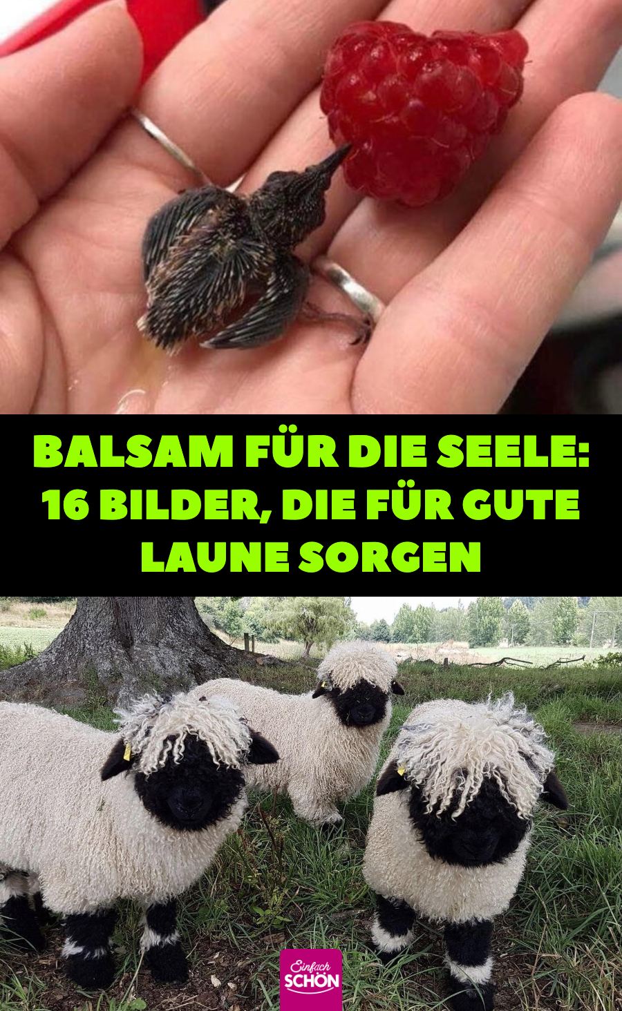 16 schöne und süße Bilder sorgen für gute Laune