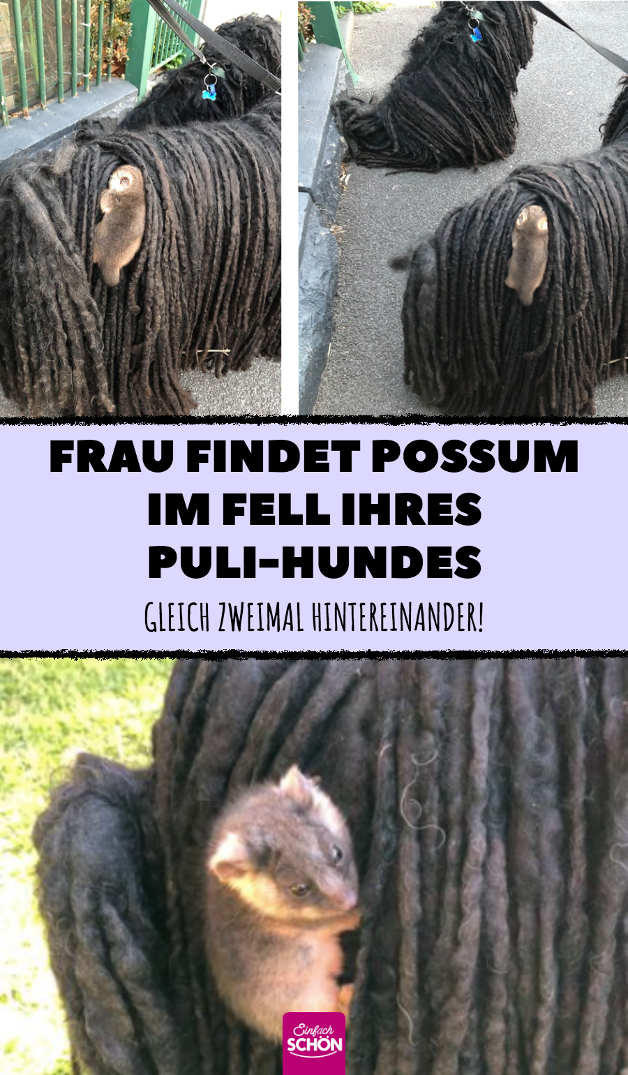Sally Watkinson findet Possum im Fell ihres Pulis Kato