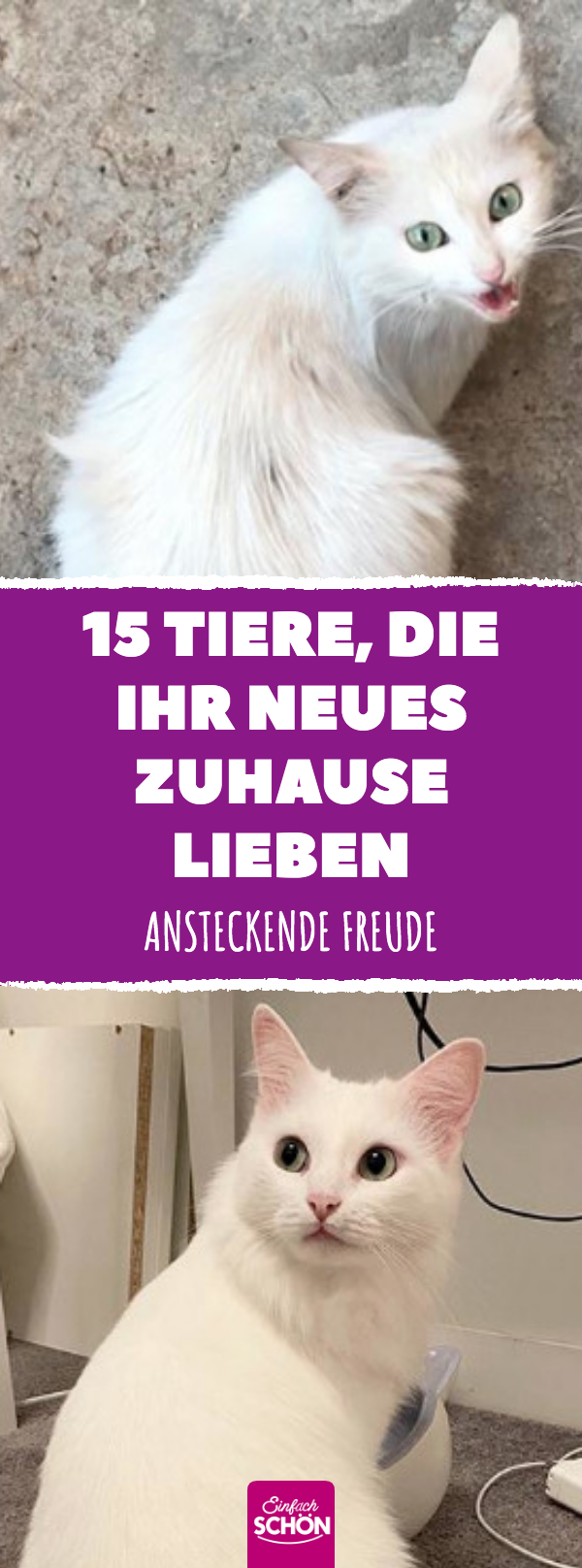 Adoptierte Tiere, die sich auf ihr neues Zuhause freuen