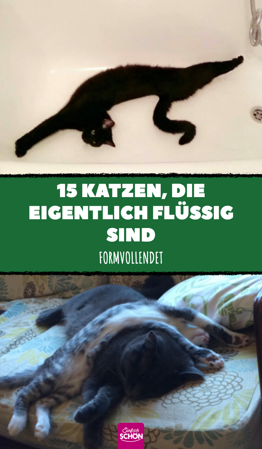 Katzen, die sich auf magische Art jeder Form anpassen können