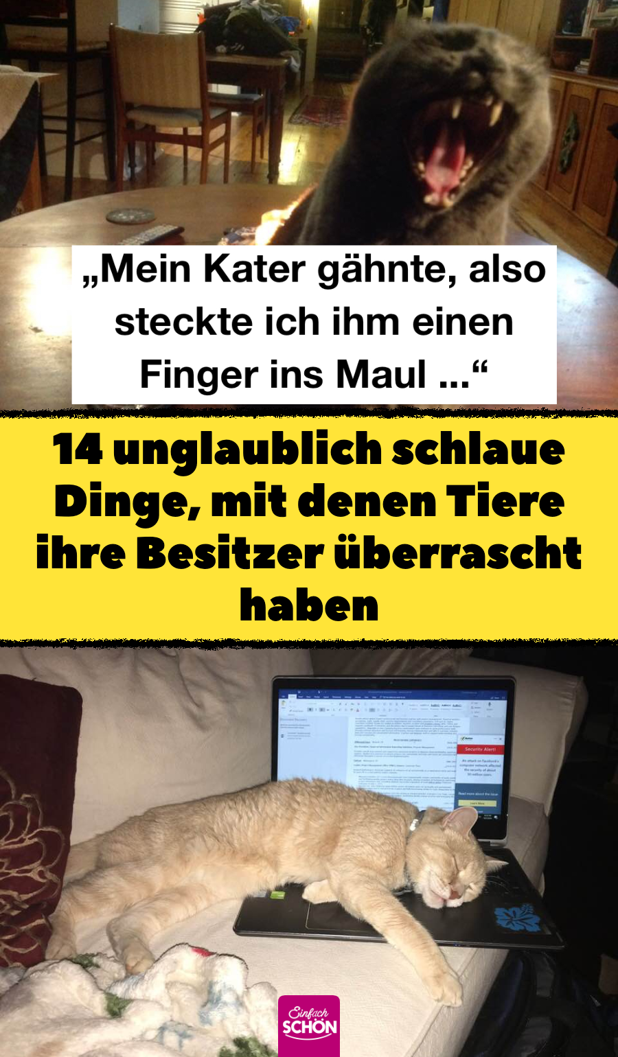Intelligenz bei Tieren: 13 Tiere, die Besitzer überraschten