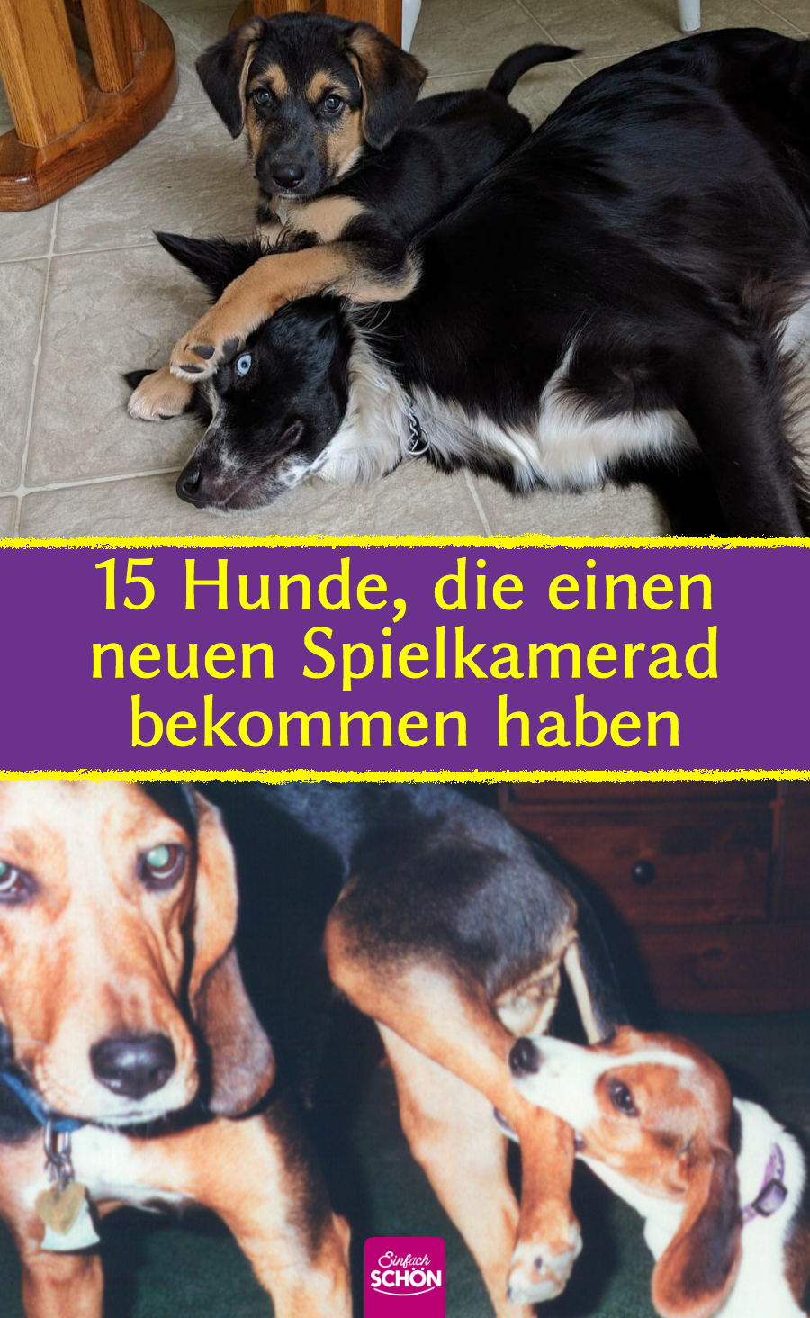 Lustige Bilder: Hunde sind vom neuen Welpen genervt