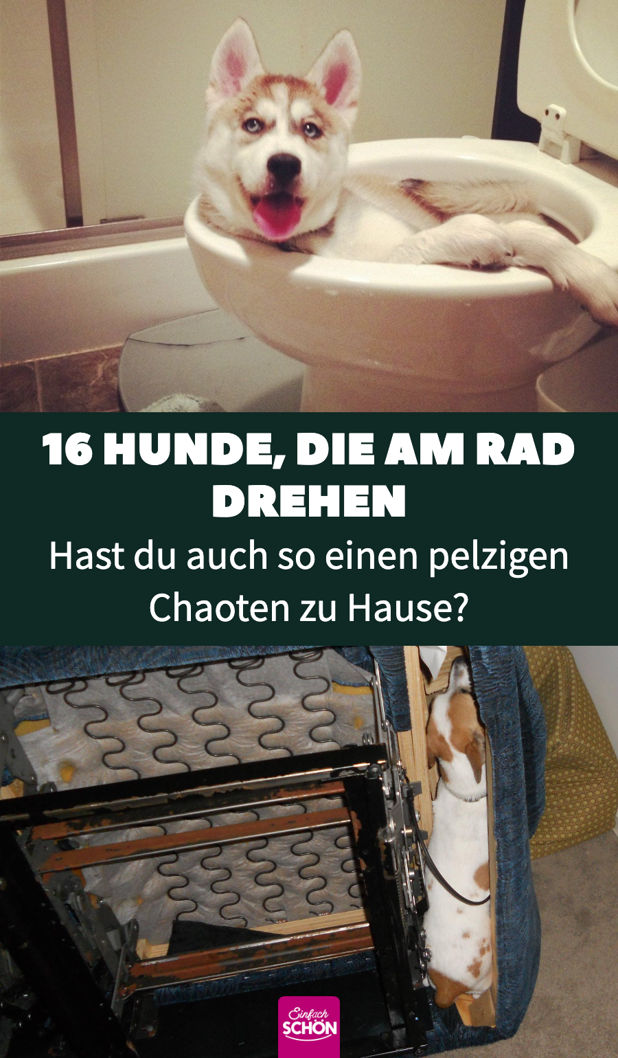 15 niedliche Bilder von frechen Hunden