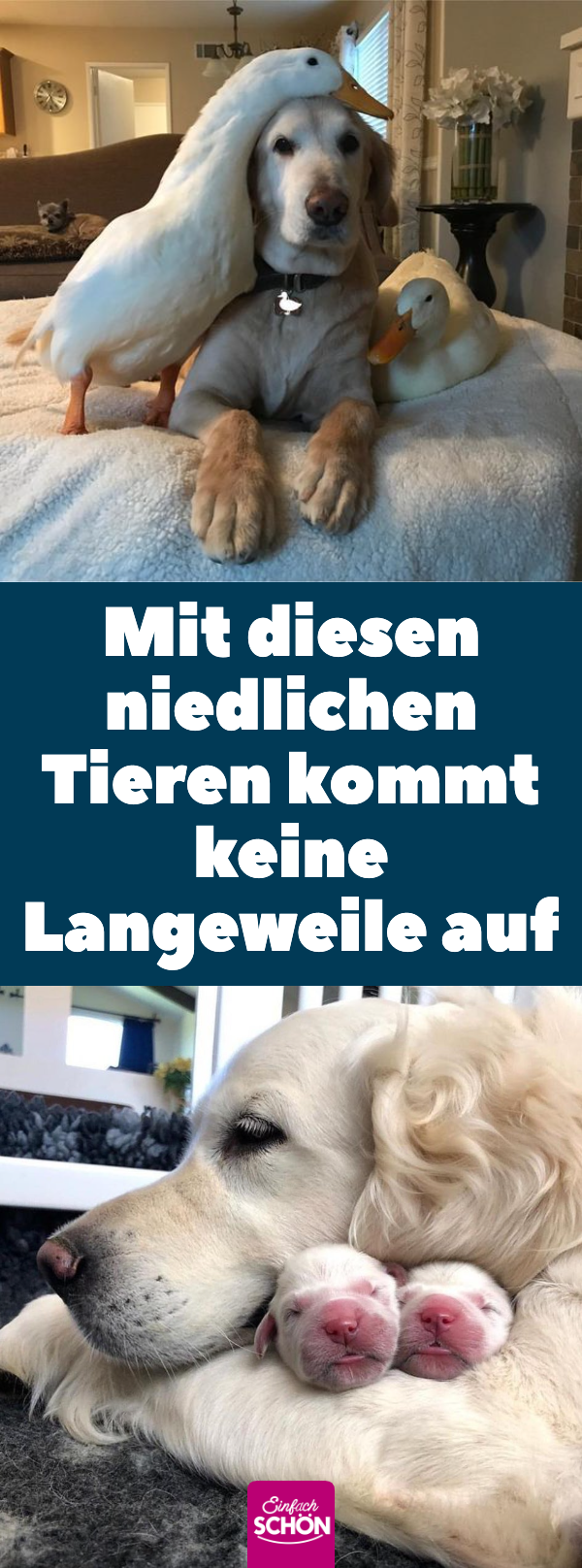 Leben mit Tieren: 20 niedliche Tiere, die dich aufmuntern