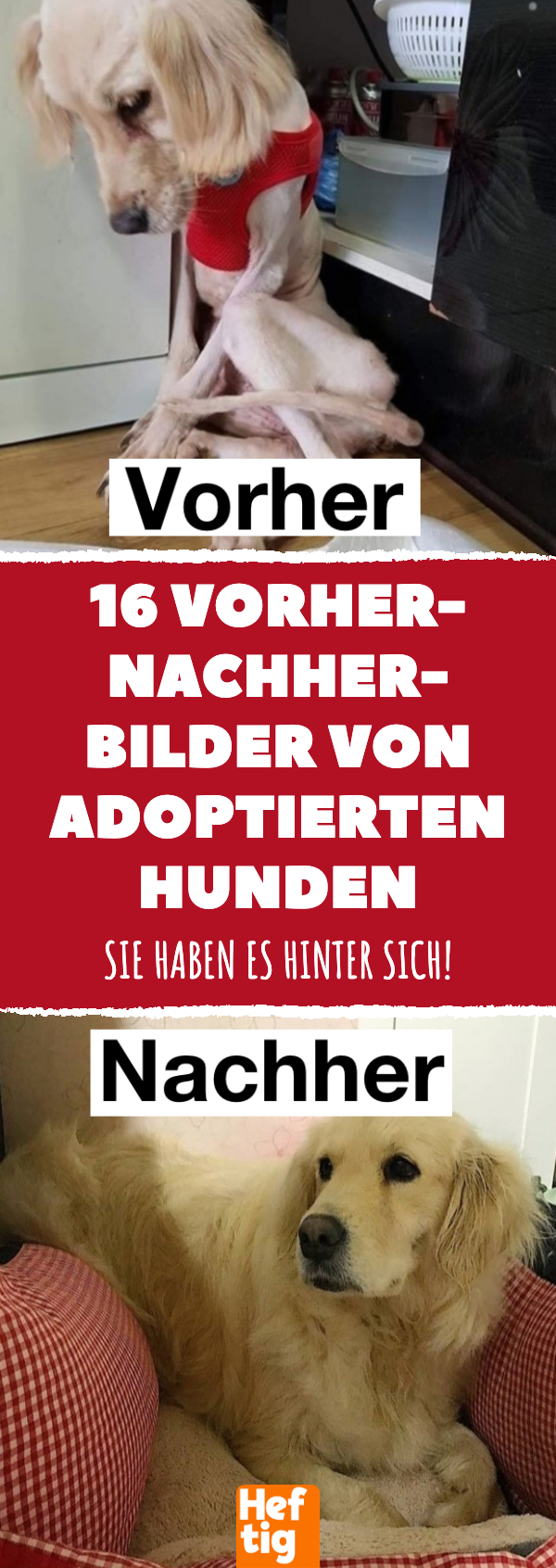 Adoptierte Hunde: 14 Vorher-nachher-Bilder