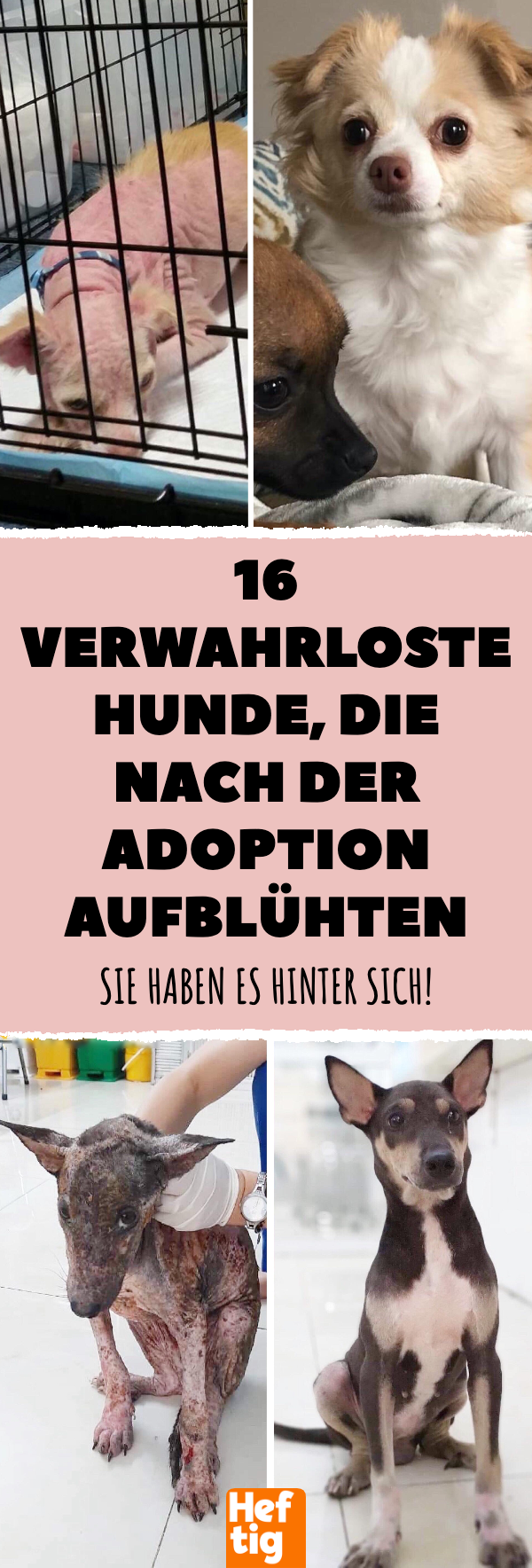 Adoptierte Hunde: 14 Vorher-nachher-Bilder
